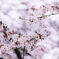 さくら ~あなたに出会えてよかった
