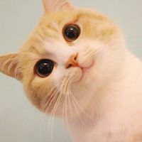 呆萌小可爱