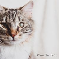 Cute Cat