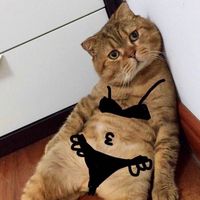 搞笑