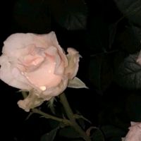 夏天的风