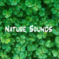 Nature Sounds - Birds