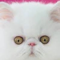 bad guy(meow version)