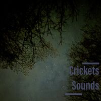 Night Sound