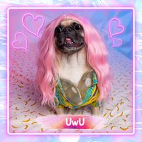 UwU Pug