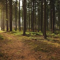 Ruido De Árboles Suave