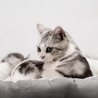 「萌宠.可爱」小萌样