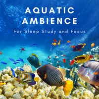 Relaxing Aquarium Fish Tank Sounds