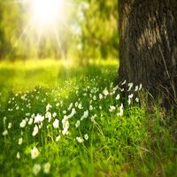 Sons Calmos da Natureza