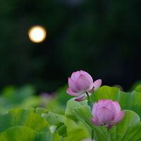 荷塘月色-古风纯音乐