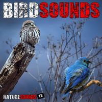 Eagles Screaming And Wind Howling