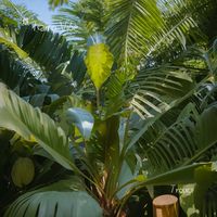 Tropics