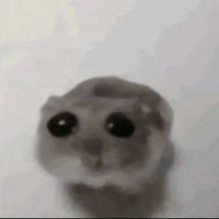 Sad Hamster