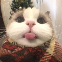 JJ AKU NGGAK MAU SELAIN KAMU