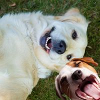 Very good laugh