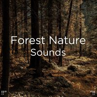Nature Sounds & Music