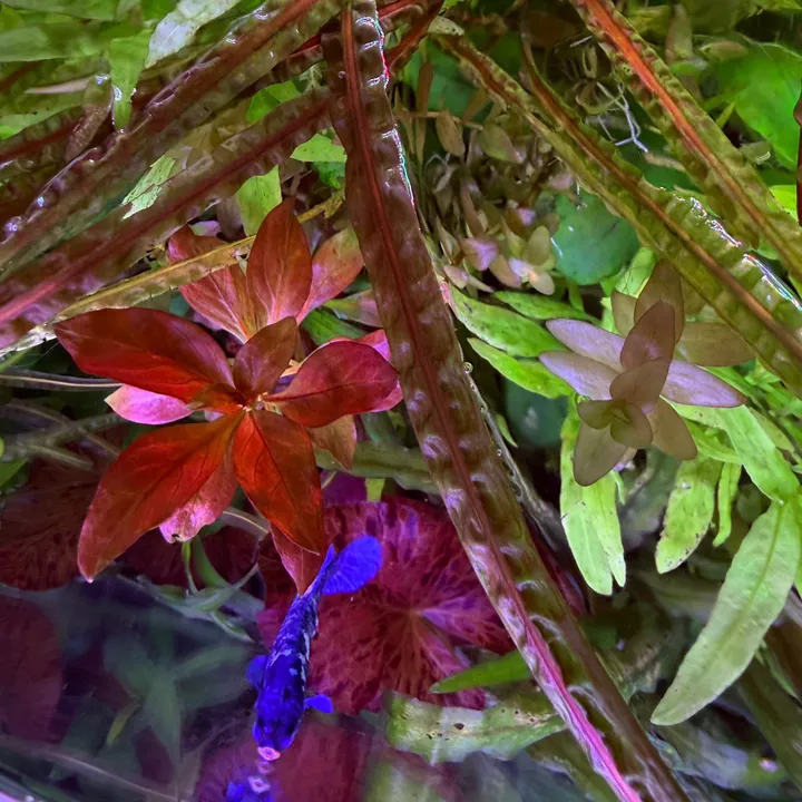 clearwateraquatic