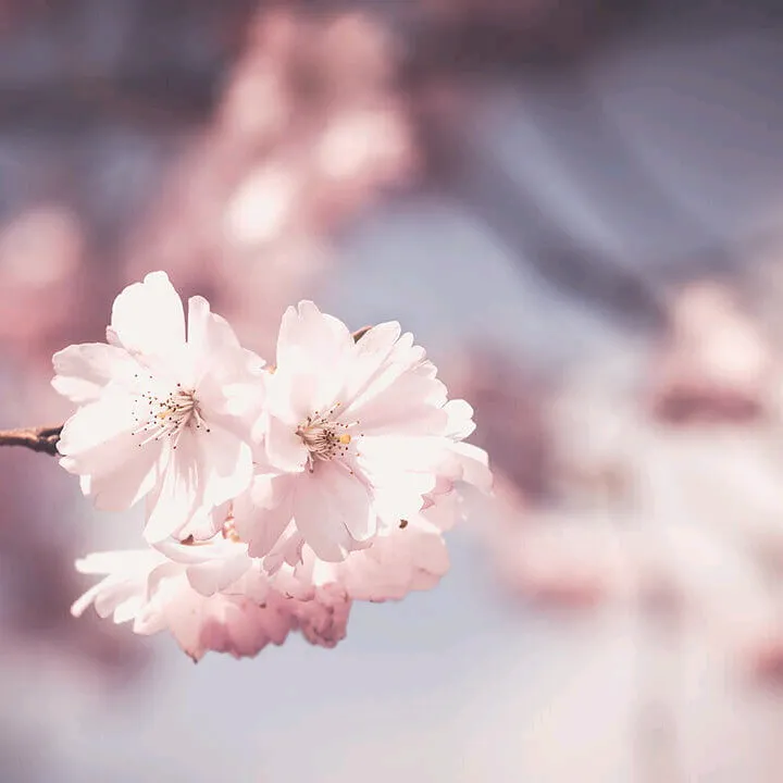 @2000gu