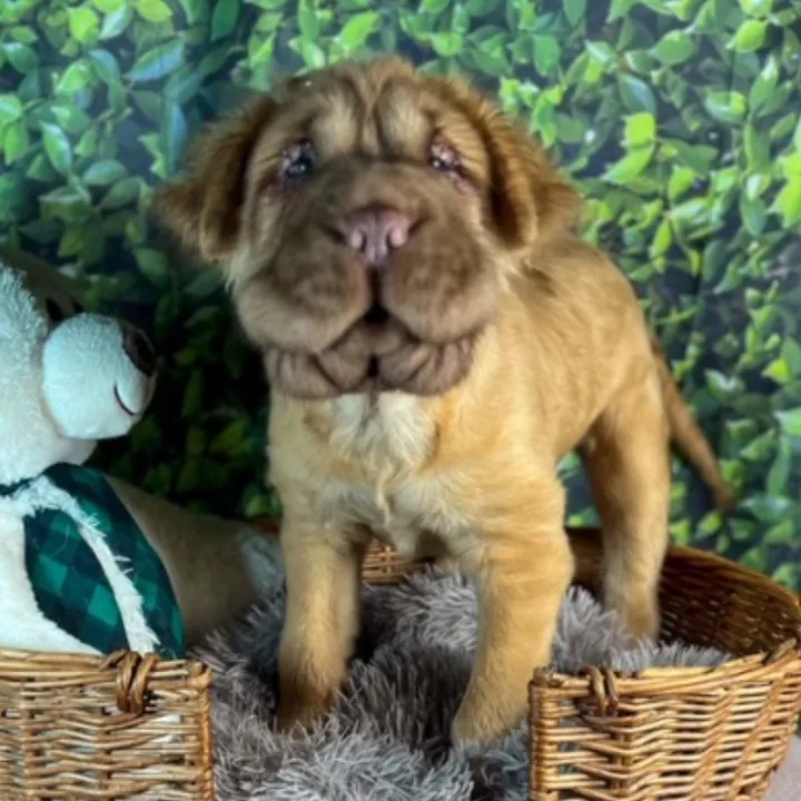 oopeygoopeyboy