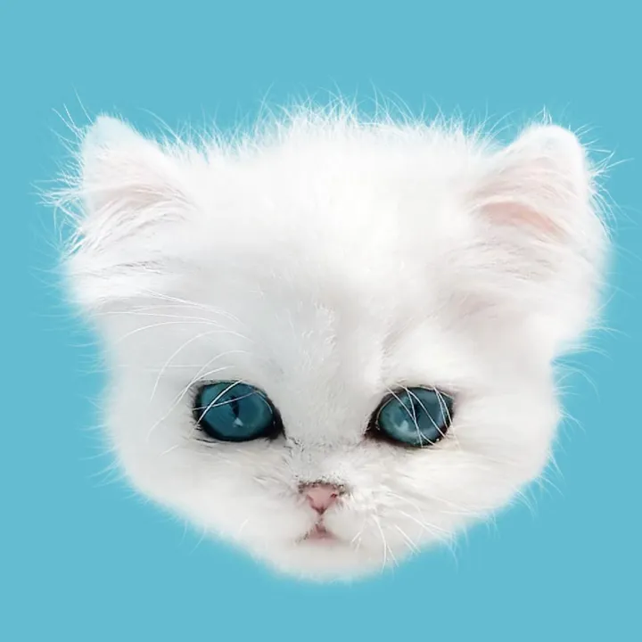 @dutchkittycat