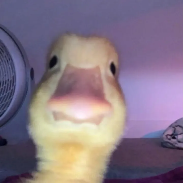 theyplay.roblox