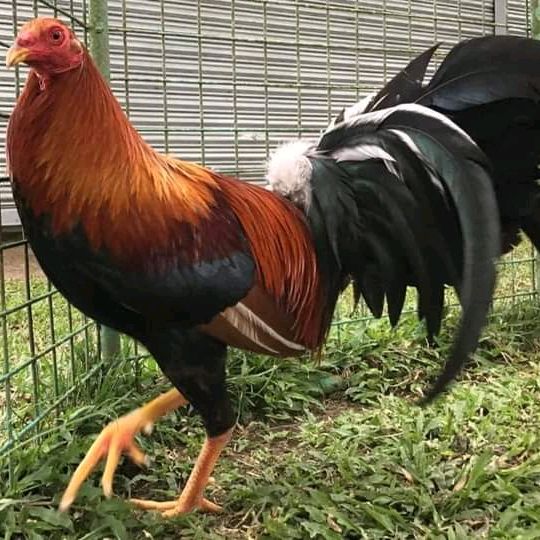 jaysrlaurente
