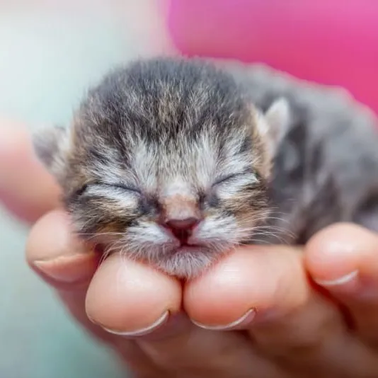 kitten.mama.rescue