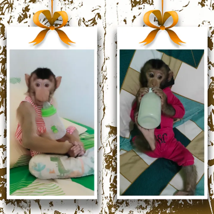 kimmyqiarakimoy_lucu