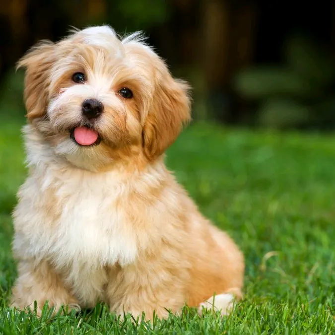 dog757283