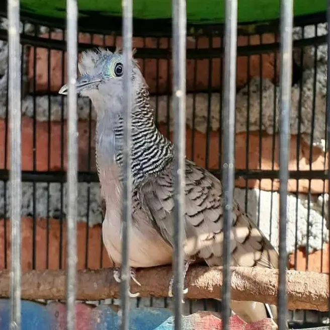 bintang.kecil.19