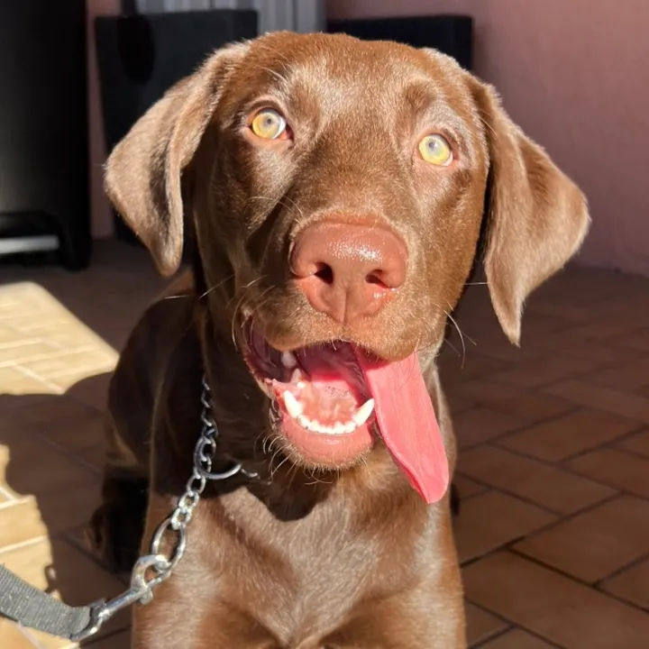 keepingupwithapollo