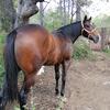 cuervito281