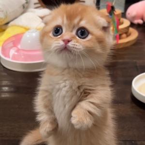 tinyfoldmunchkin