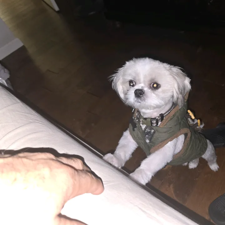 elgallofino72