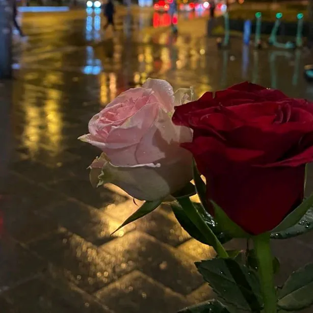 @qos.laik3