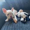 lulathelilacfrenchie
