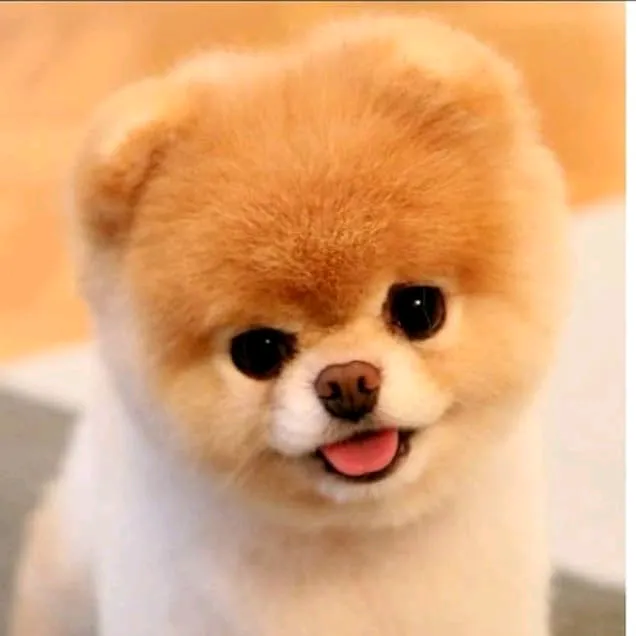 @dogadoption19