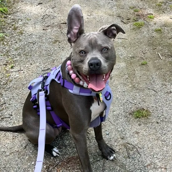 @ivy_the_pitty