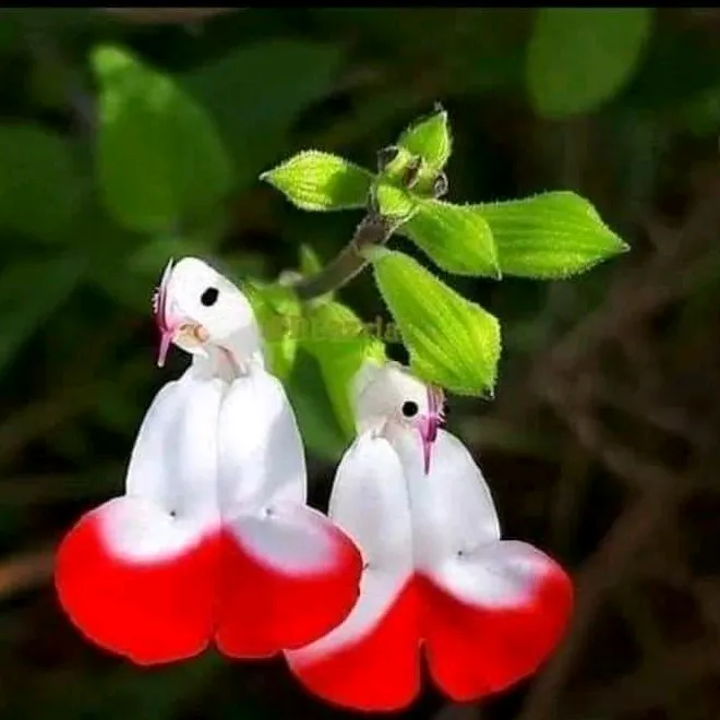 @paidi_60