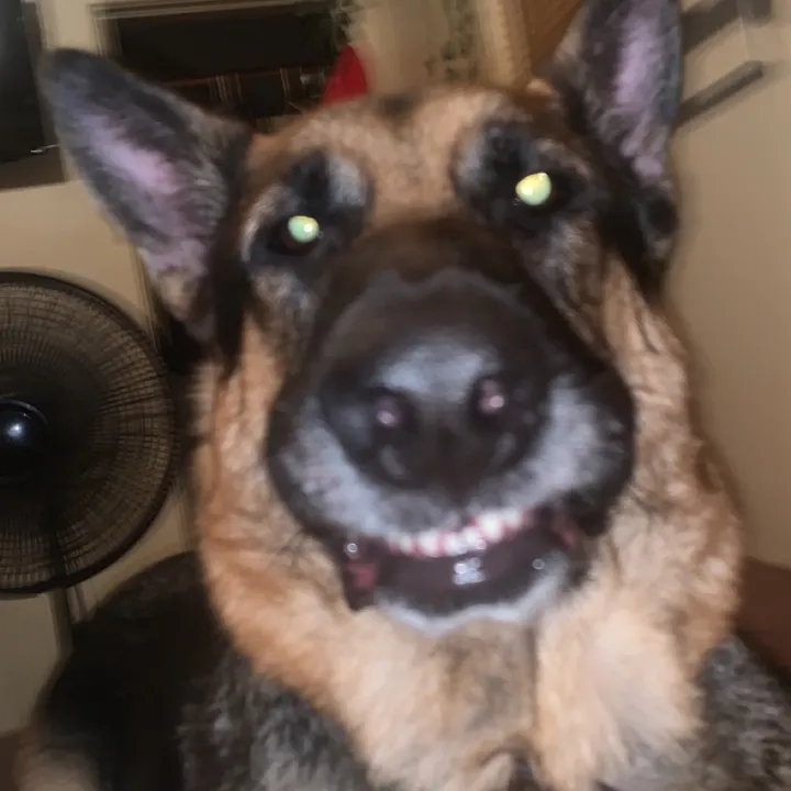 timberthegsd - original sound
