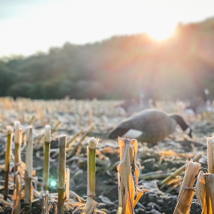 Flatline Fowl - original sound - flatline_fowl