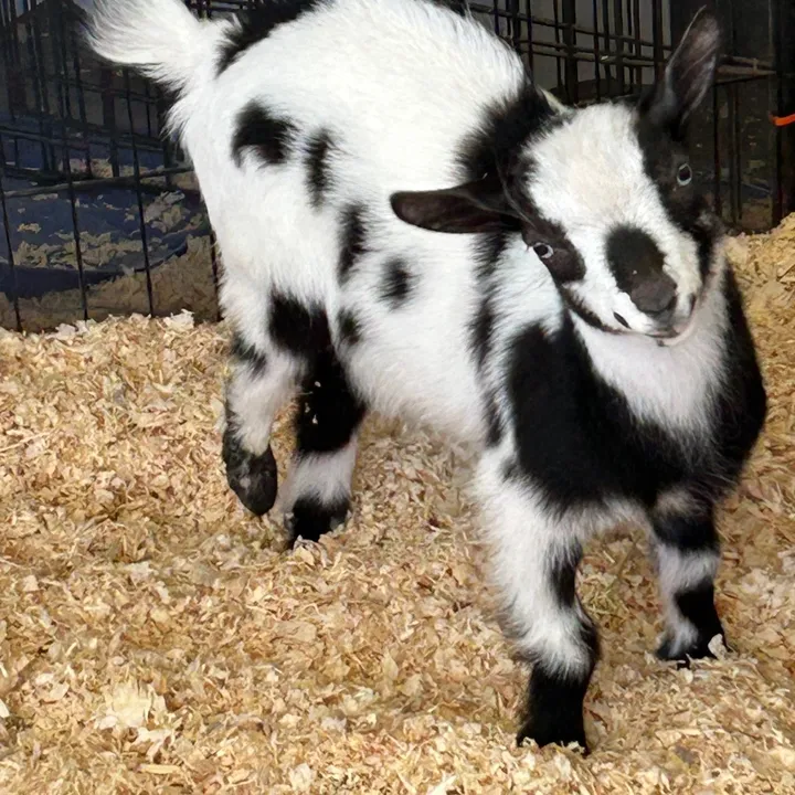 wollamfarm