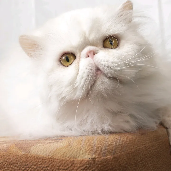 @catslover0883