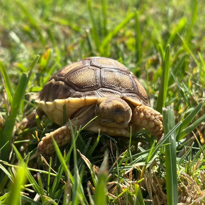 @wurmytheturty
