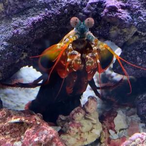 massimosaquatics