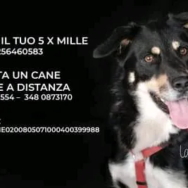 @codefelici_rifugio