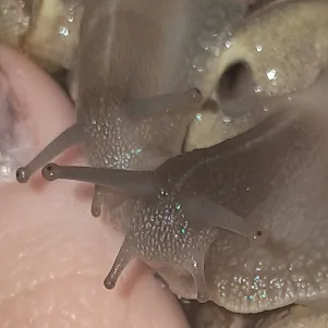 groveofsnails