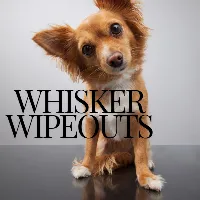 @whiskerwipeouts