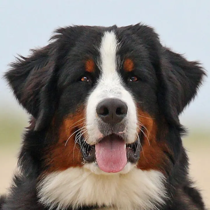 @ivytheberner