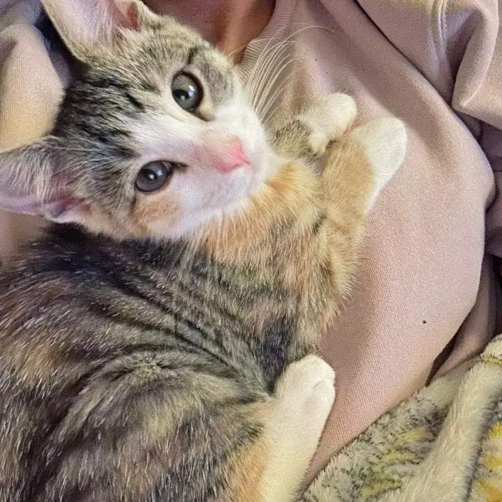 💕 - suara asli
